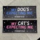 My Cat's Expecting Me (matte) - Bumper Sticker